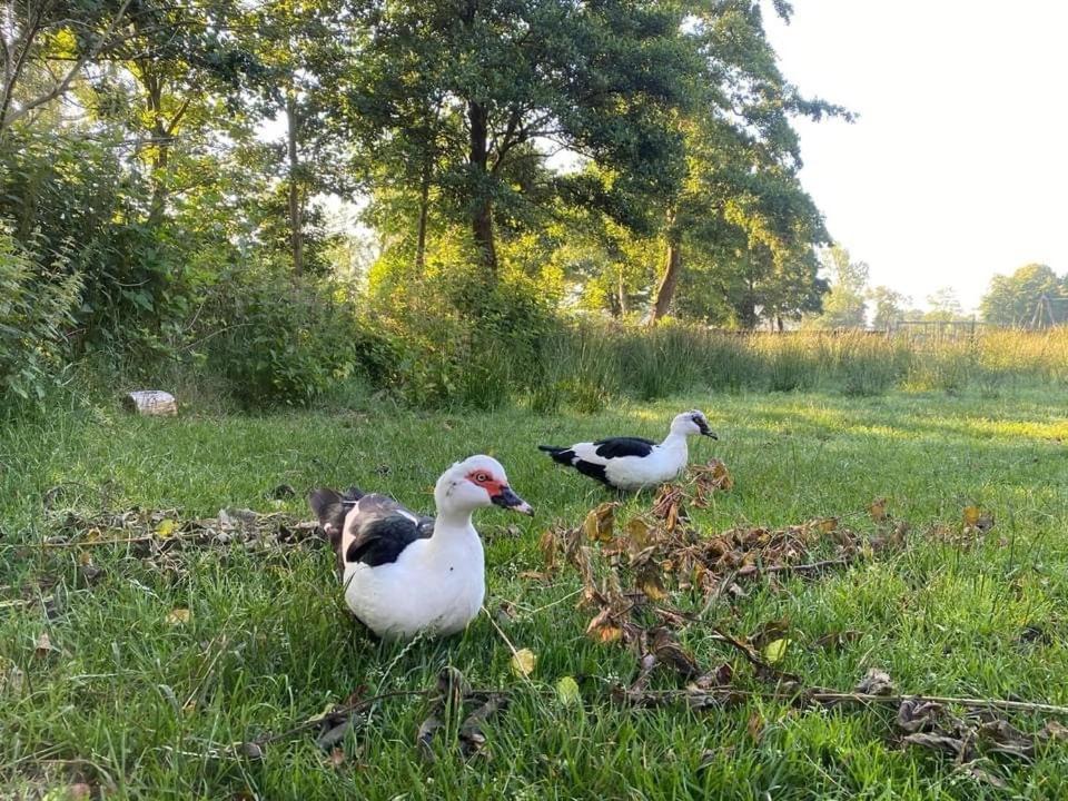 Pipowagens Bij Pannenkoekenrestaurant & Camping De Koppenjan 'Een Uniek Verblijf Met Kinderspeelboerderij' Jubbega-Schurega Exterior foto